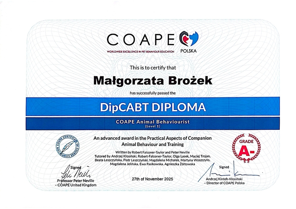 Dyplom COAPE